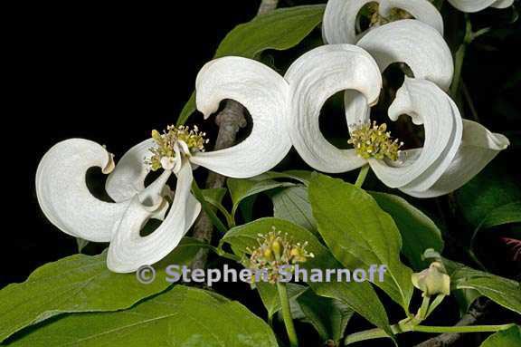 cornus florida var urbiniana 2 graphic